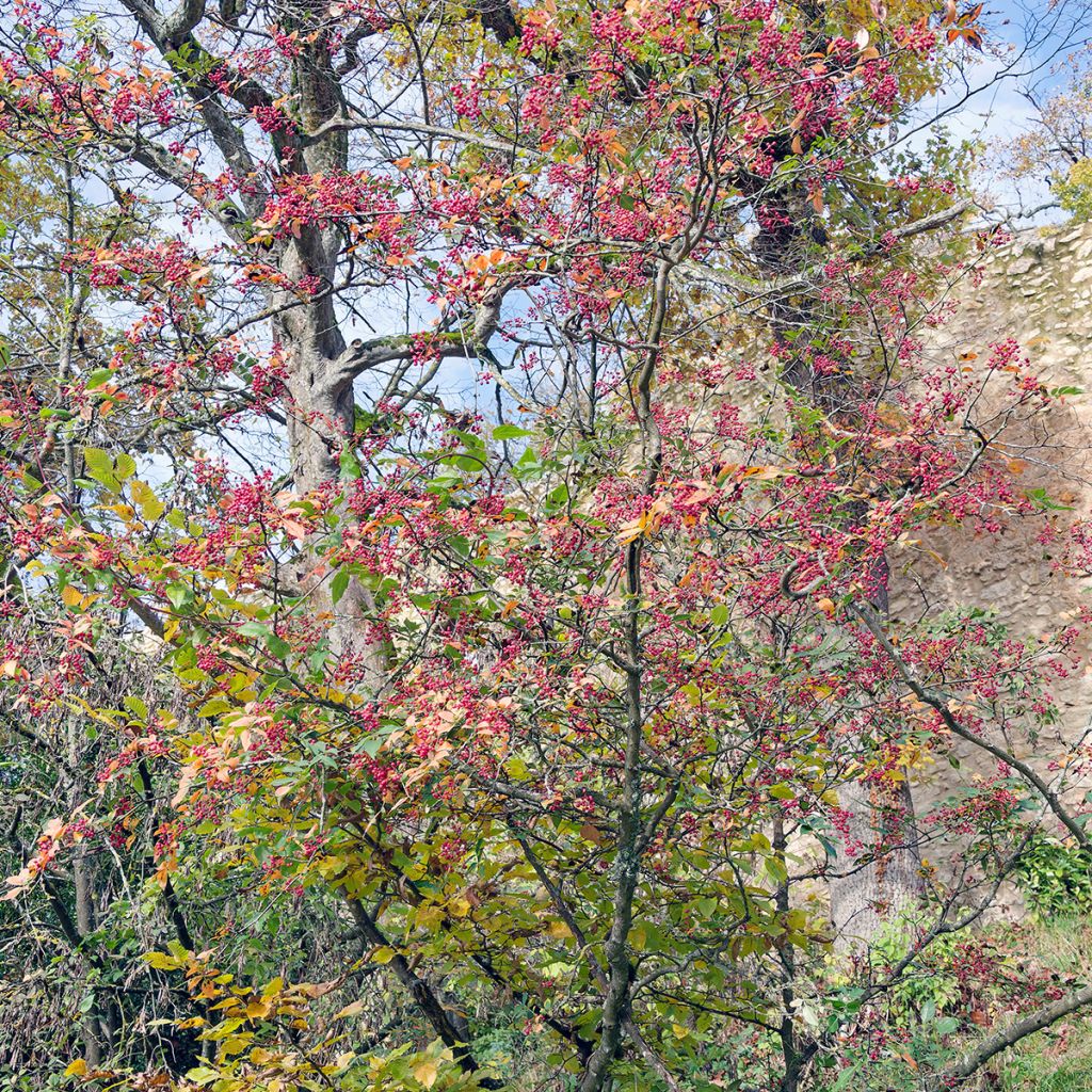 Zanthoxylum simulans - Pepe del Sichuan