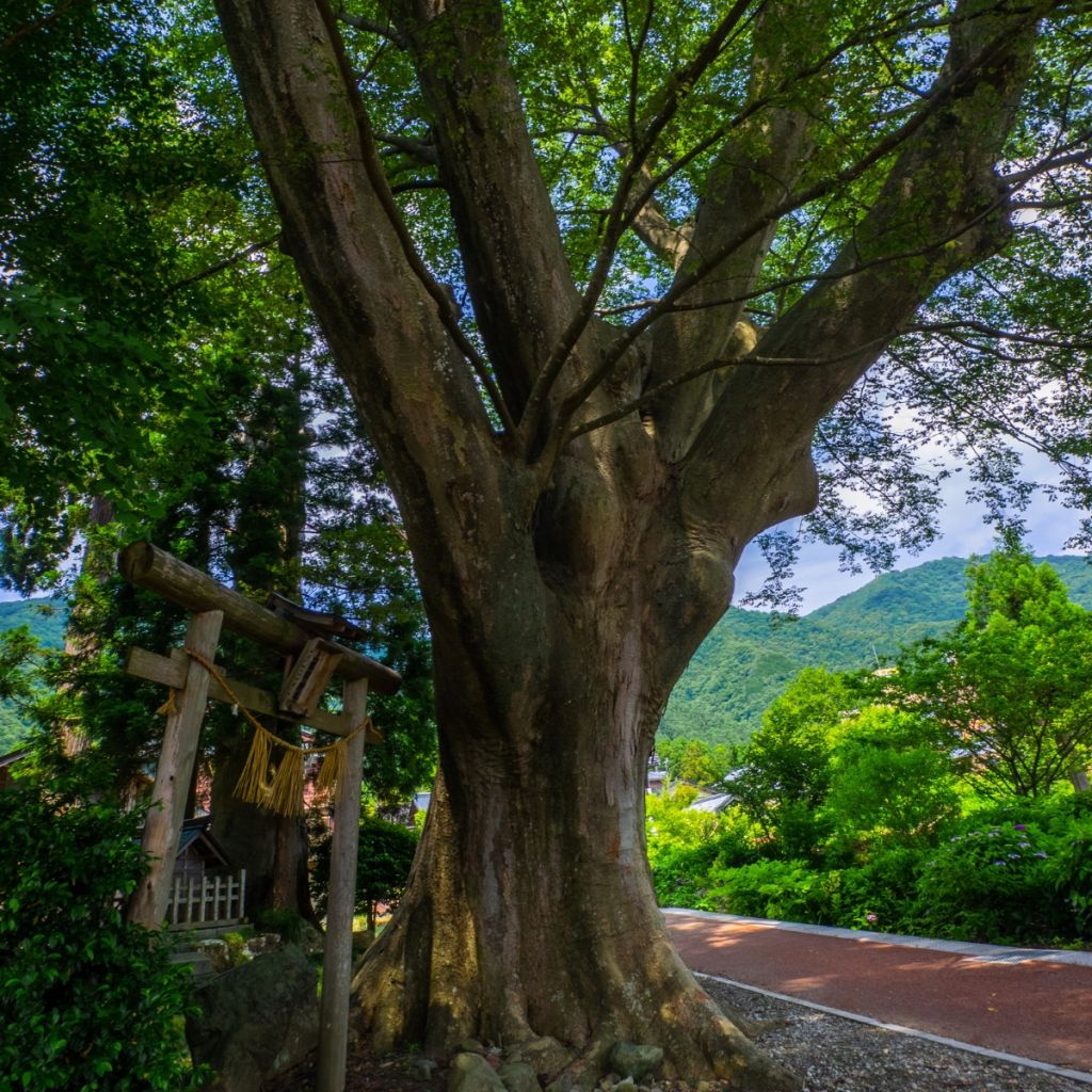Zelkova serrata - Zelkova giapponese