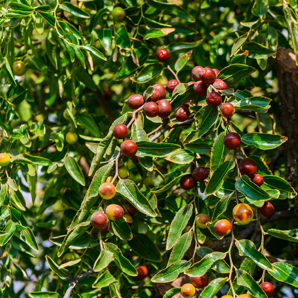 Ziziphus jujuba Abundance - Giuggiolo