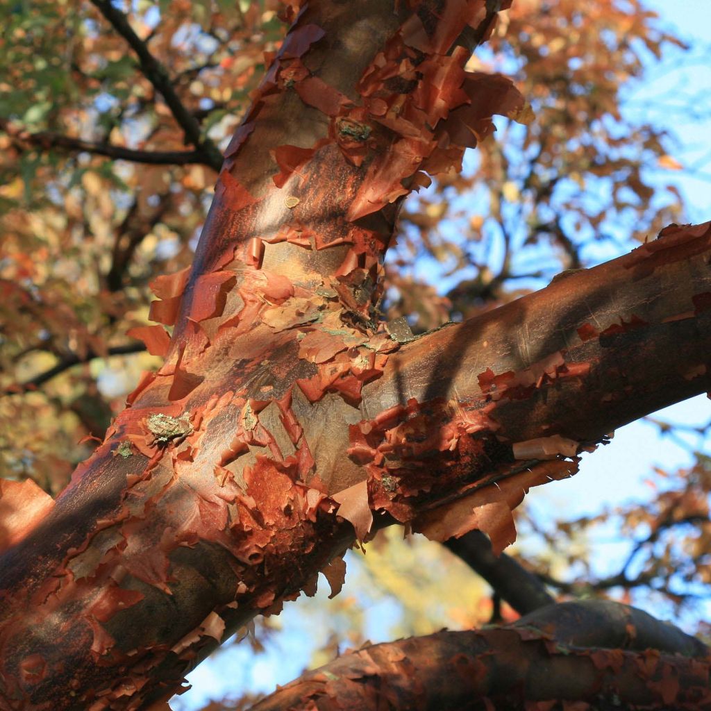 Acer griseum - Acero grigio