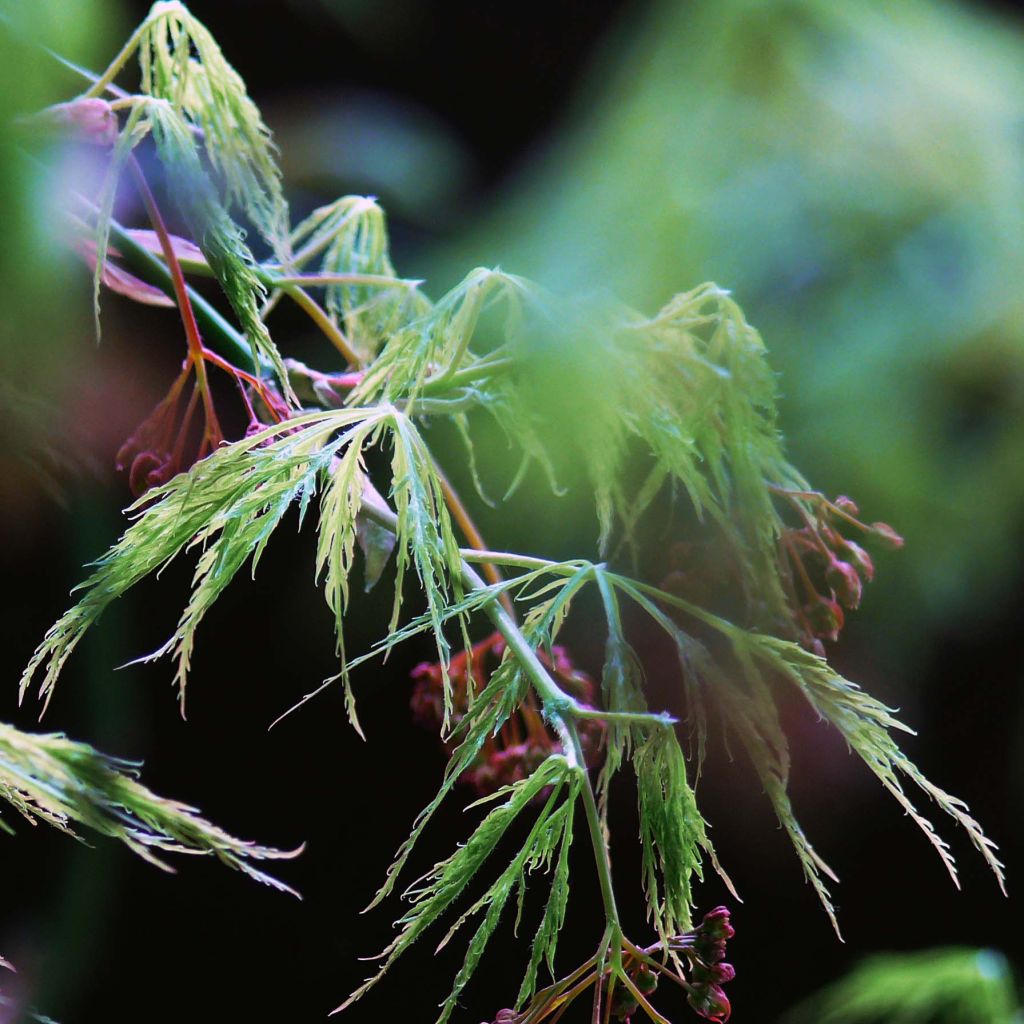 Acer palmatum Dissectum - Acero giapponese