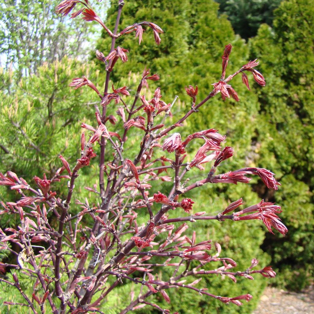 Acer palmatum Twomblys Red Sentinel - Acero giapponese
