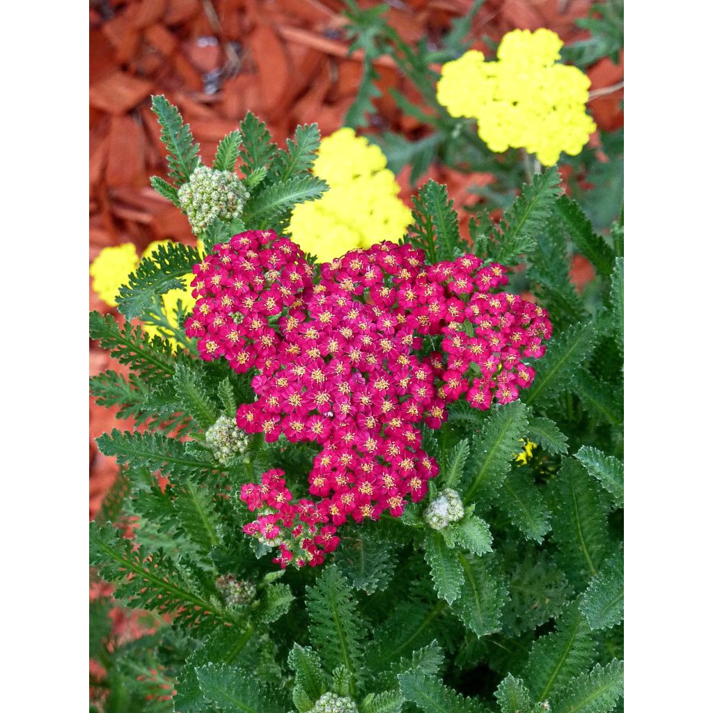 Achillea millefolium Summerwine