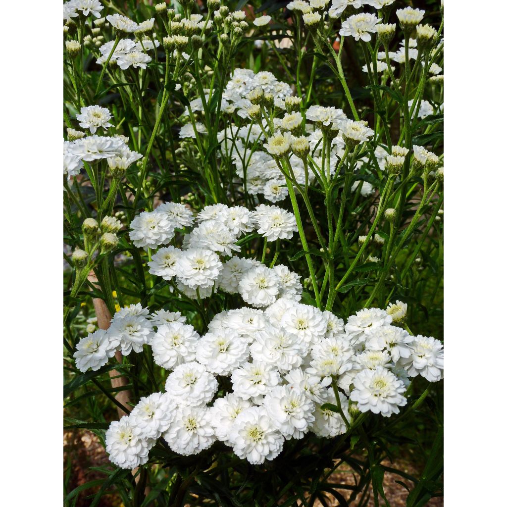 Achillea ptarmica Perry's White