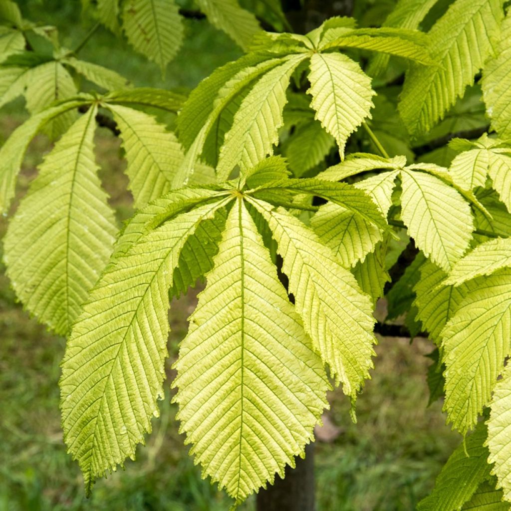 Aesculus hippocastanum Hampton Court Gold - Ippocastano