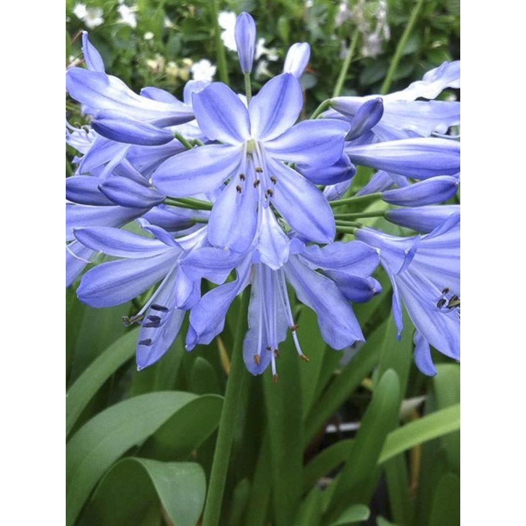 Agapanthe Blue Heaven