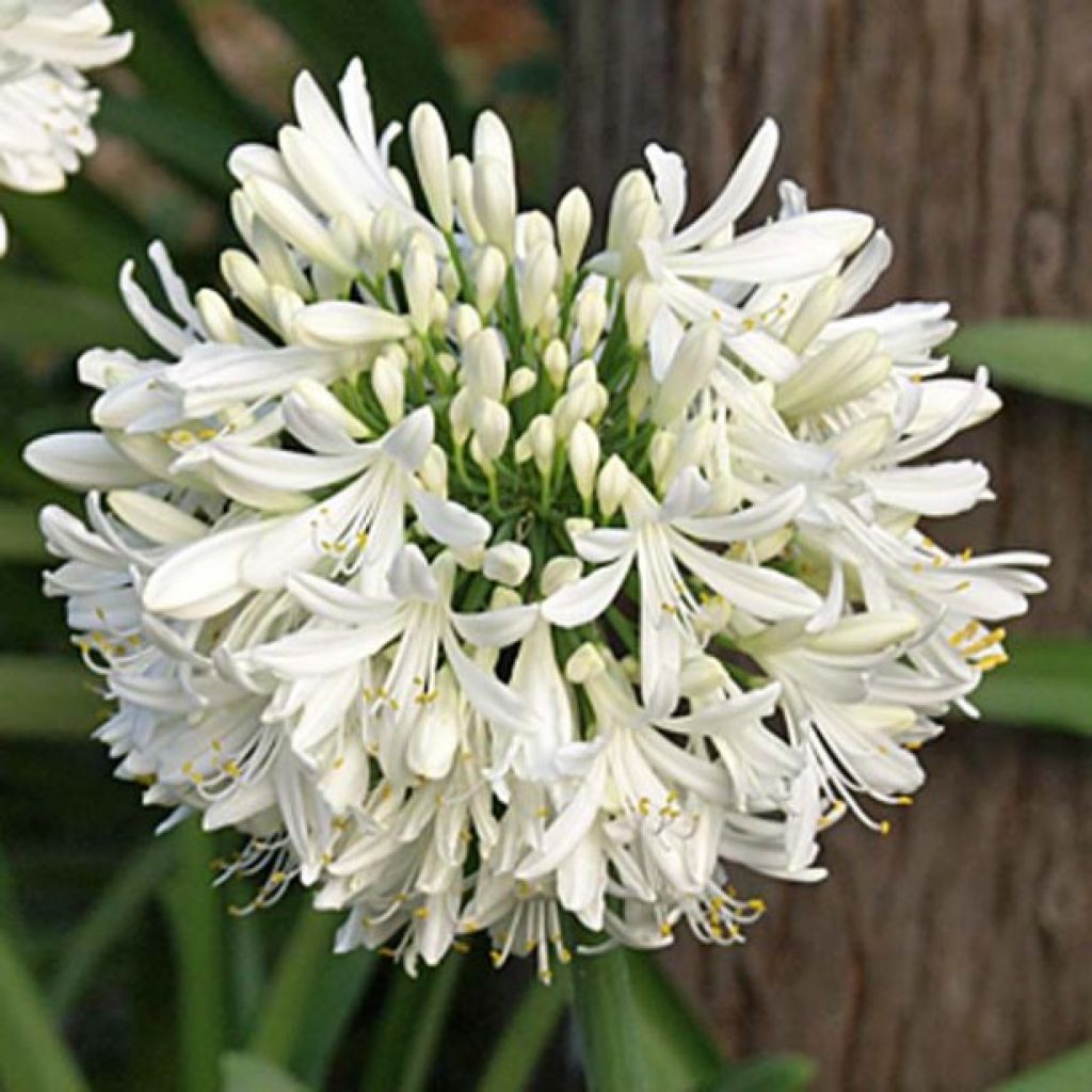 Agapanthe umbellatus Albus