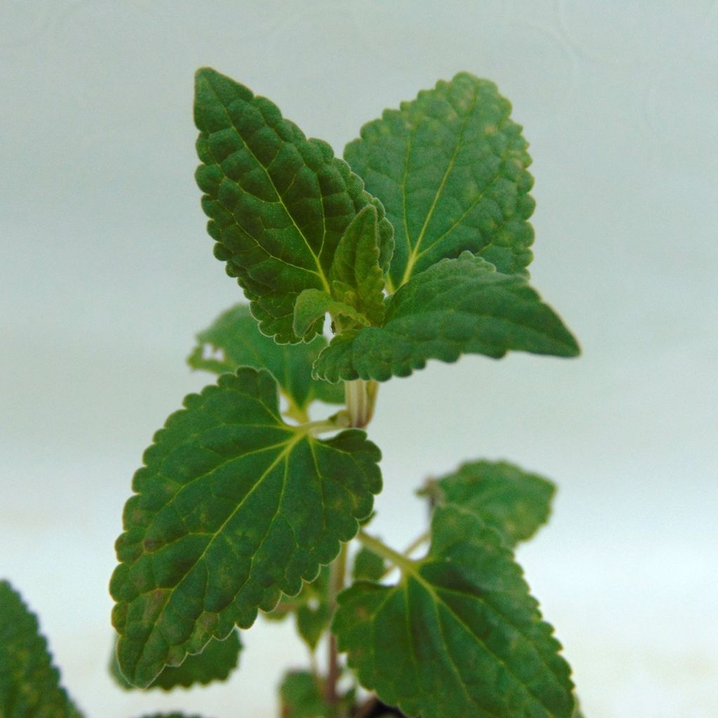 Agastache Summer Love