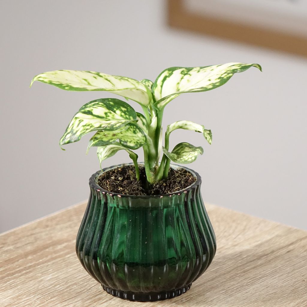 Aglaonema Snowflake