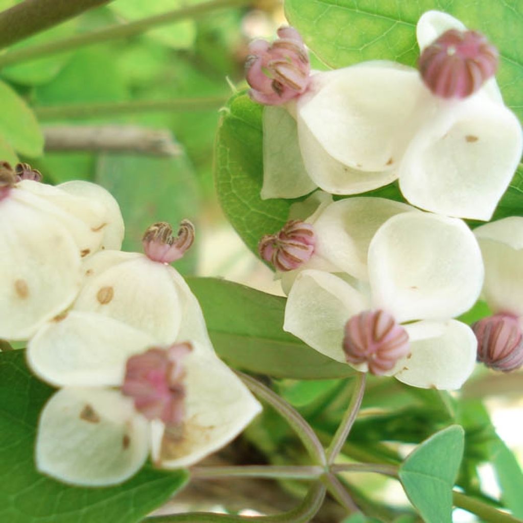 Akebia quinata Akebia Cream Form - Akebia a cinque foglie