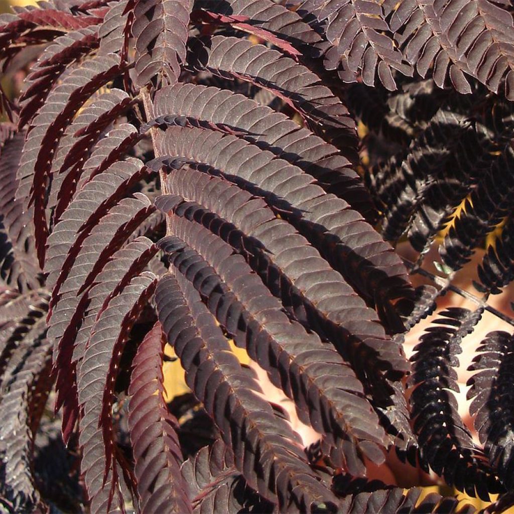 Albizia julibrissin Evey's Pride - Acacia di Costantinopoli