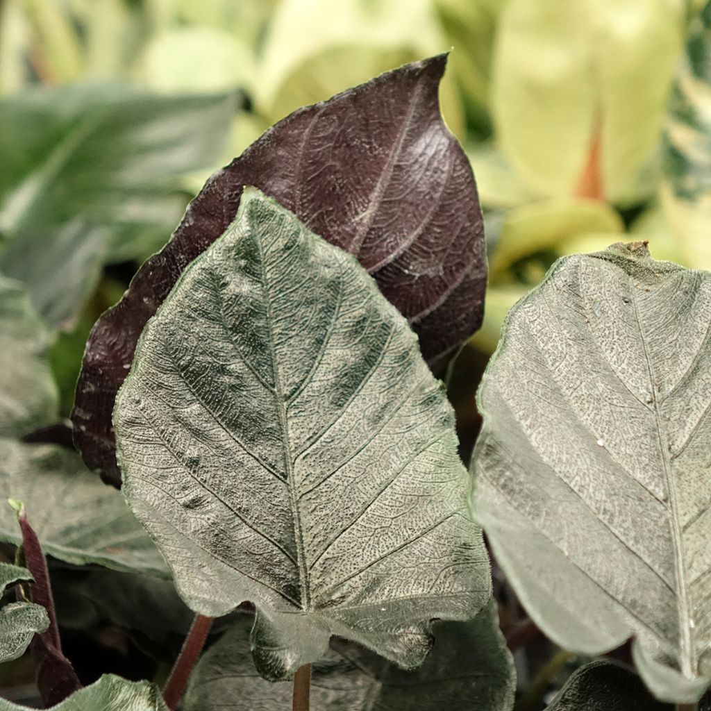 Alocasia Antoro Velvet - Orecchie d'Elefante