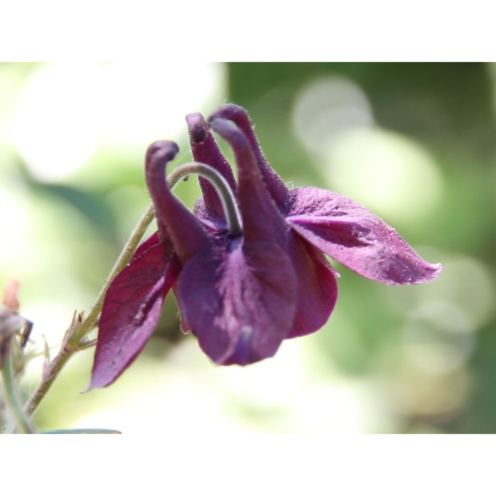 Aquilegia atrata