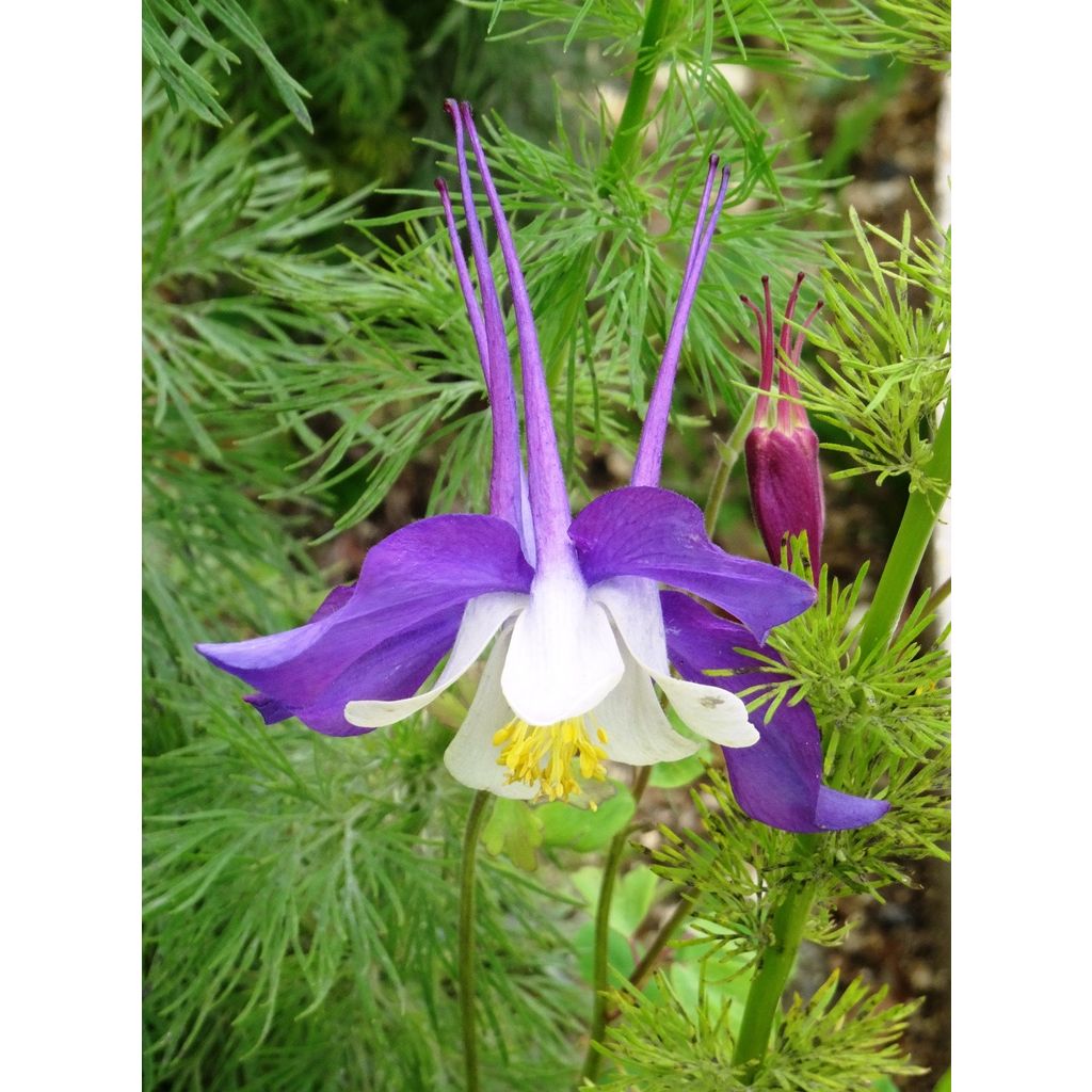 Aquilegia Mac Kana