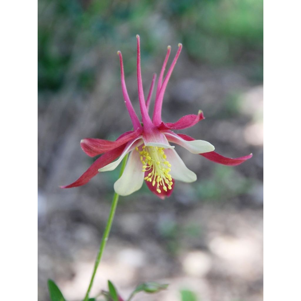 Aquilegia vulgaris Crimson Star