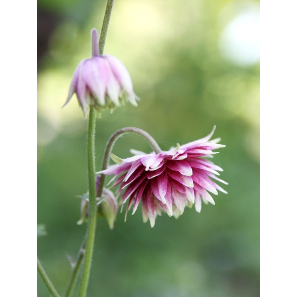 Aquilegia vulgaris Nora Barlow