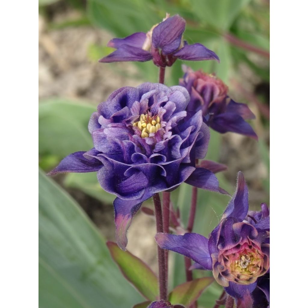 Aquilegia vulgaris Winky Double Dark Blue White