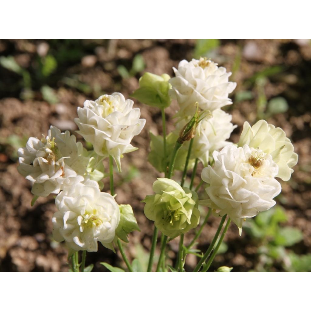 Aquilegia vulgaris Winky White and White
