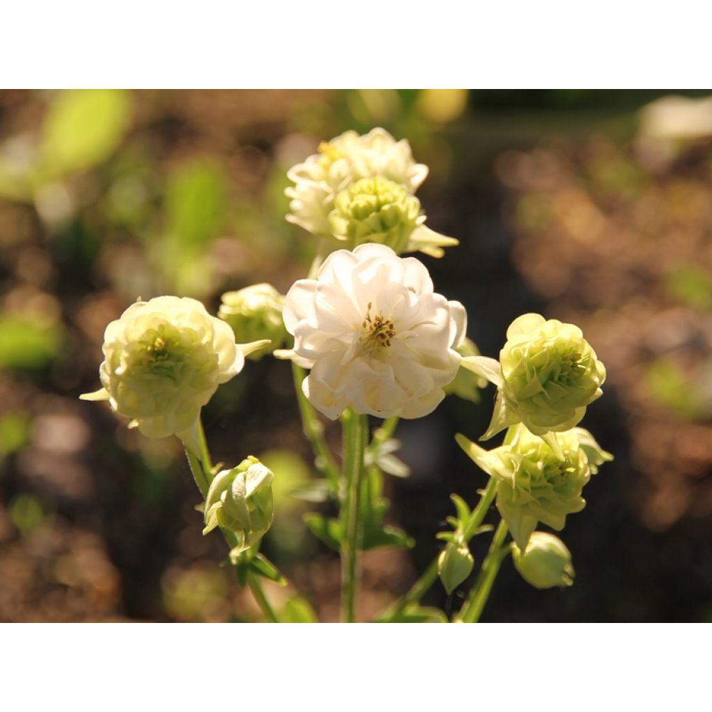 Aquilegia vulgaris Winky White and White