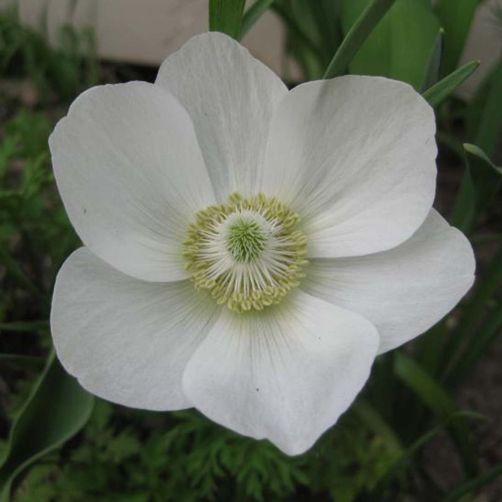 Anemone coronaria The Bride - Anemone dei fiorai