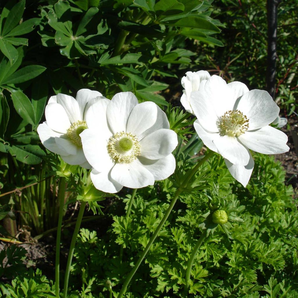 Anemone coronaria The Bride - Anemone dei fiorai