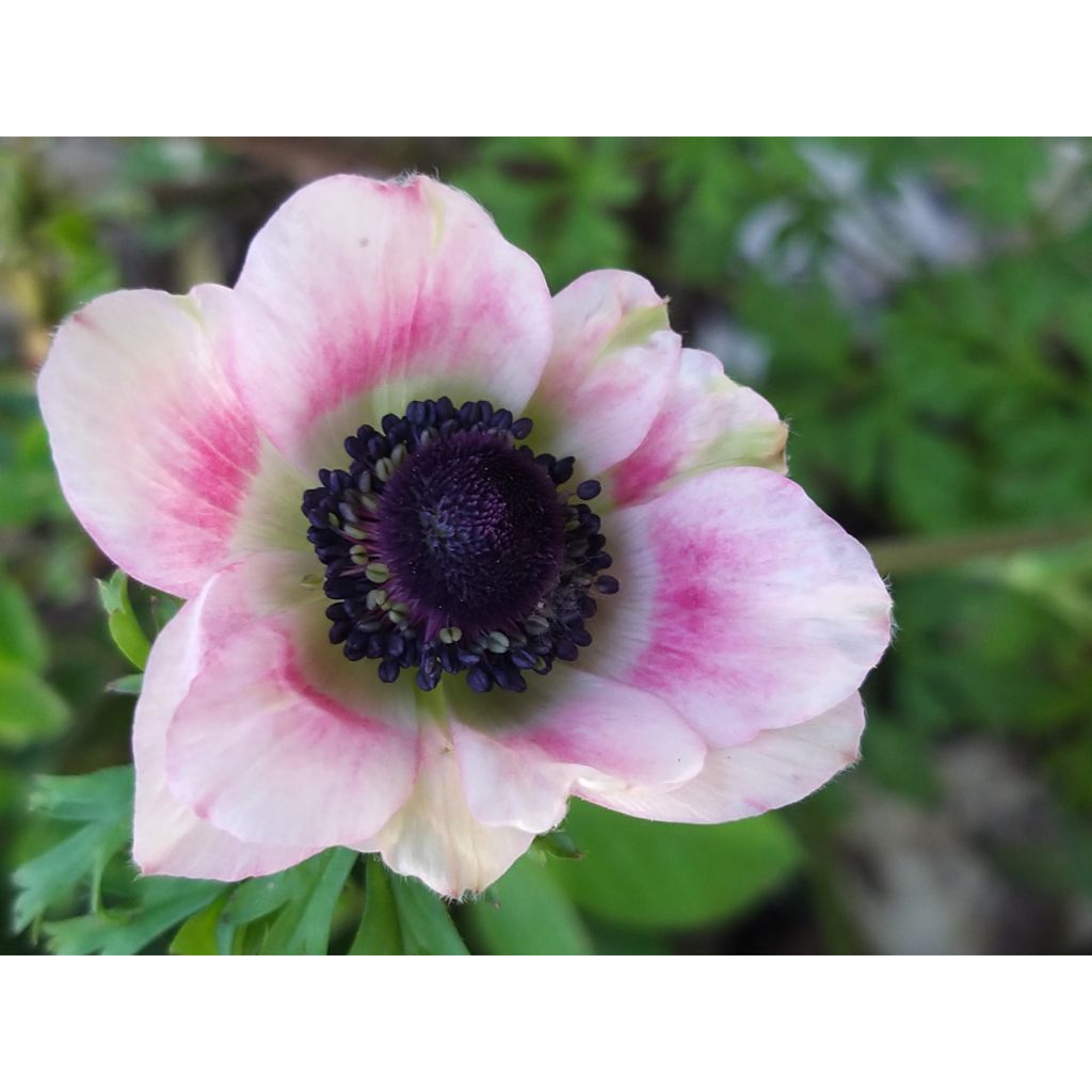 Anemone coronaria Bicolor - Anemone dei fiorai