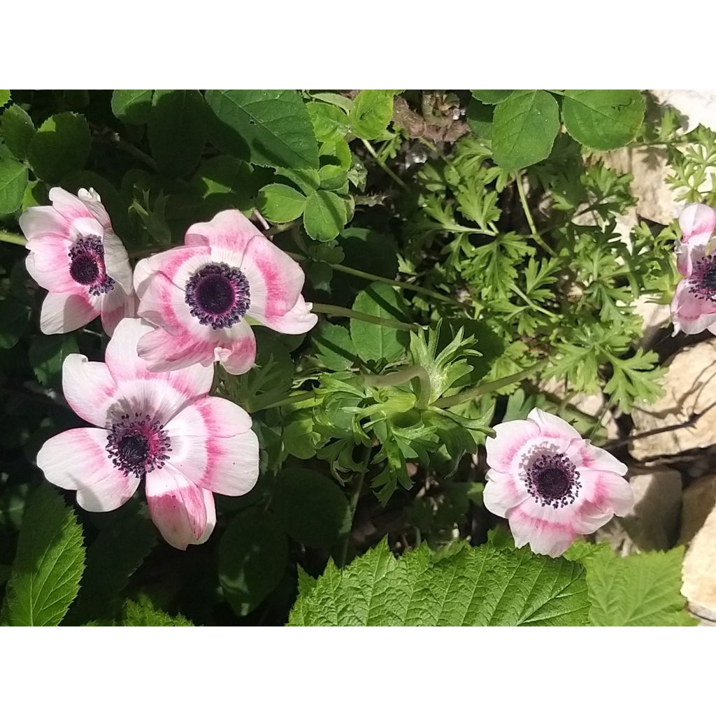 Anemone coronaria Bicolor - Anemone dei fiorai
