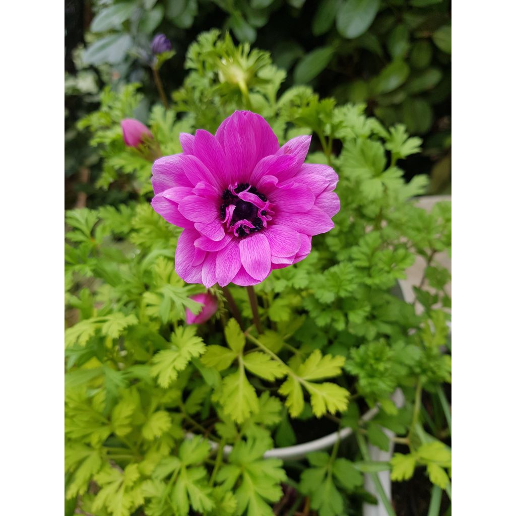 Anemone coronaria double Admiral - Anemone dei fiorai