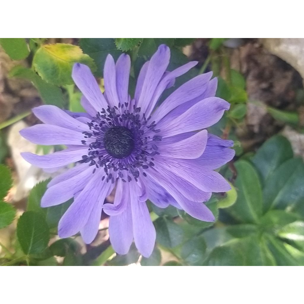 Anemone coronaria Lord Lieutenant - Anemone dei fiorai