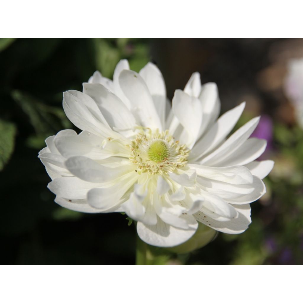 Anemone coronaria Mount Everest - Anemone dei fiorai