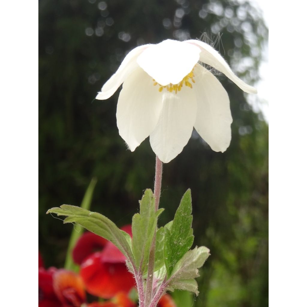 Anemone sylvestris - Anemone silvestre