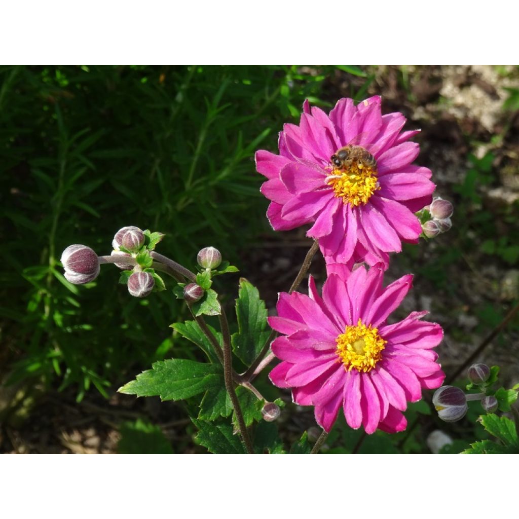 Anemone hupehensis Pamina - Anemone giapponese