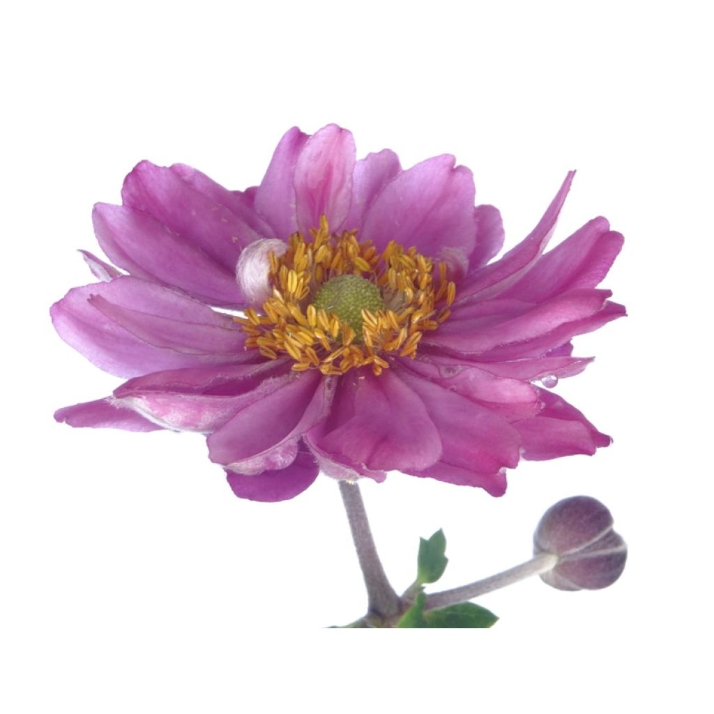 Anemone hupehensis Pamina - Anemone giapponese