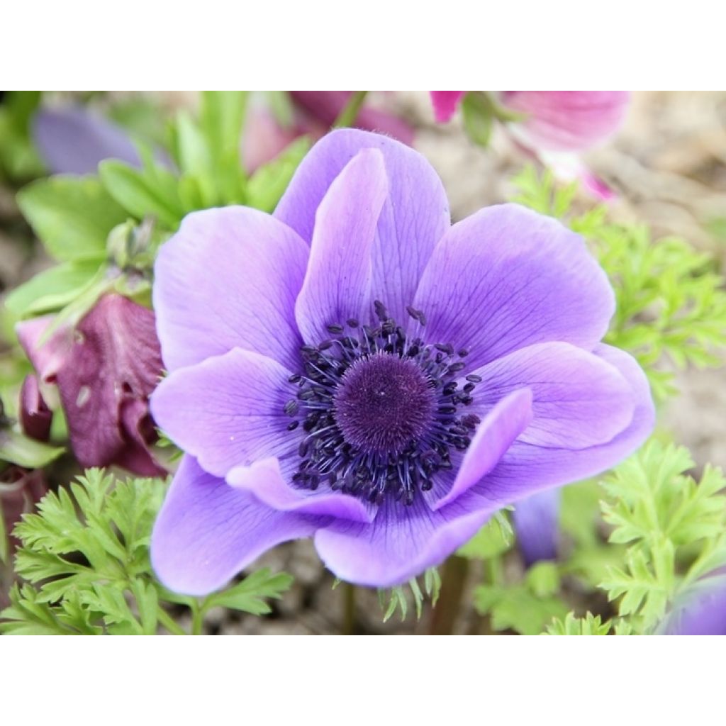Anemone coronaria Mr Fokker - Anemone dei fiorai