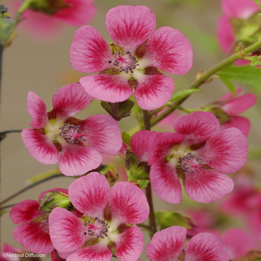 Anisodontea capensis El Rayo - Malva del Capo