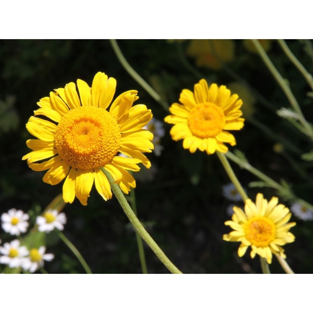 Anthemis sancti-johannis