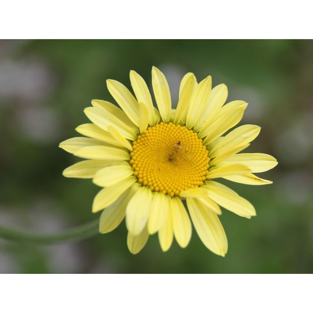 Anthemis tinctoria E.C. Buxton - Camomilla dei tintori
