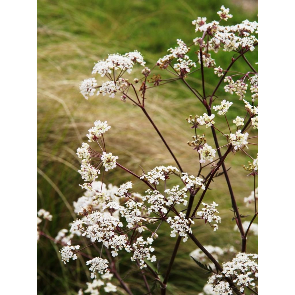 Anthriscus sylvestris Ravenswing - Cerfoglio selvatico