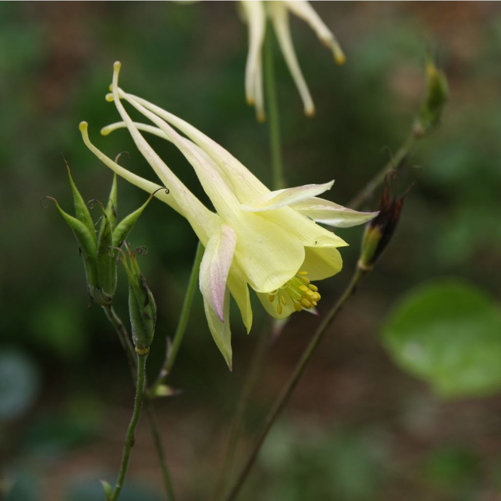Aquilegia chrysantha Yellow Queen