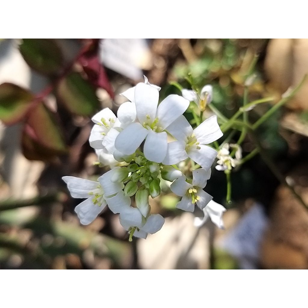 Arabis ferdinandi-coburgii Variegata