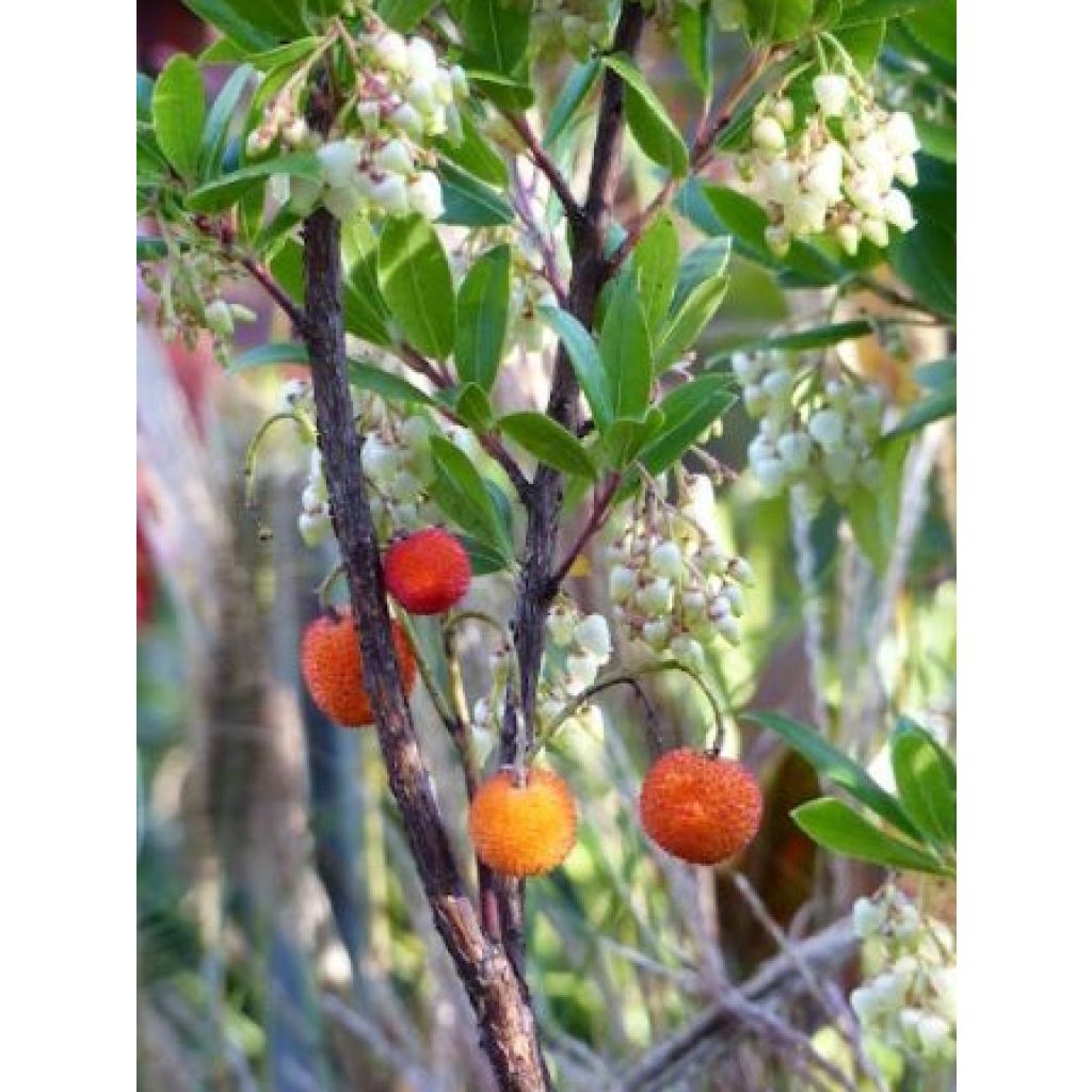 Arbutus unedo Compacta - Corbezzolo