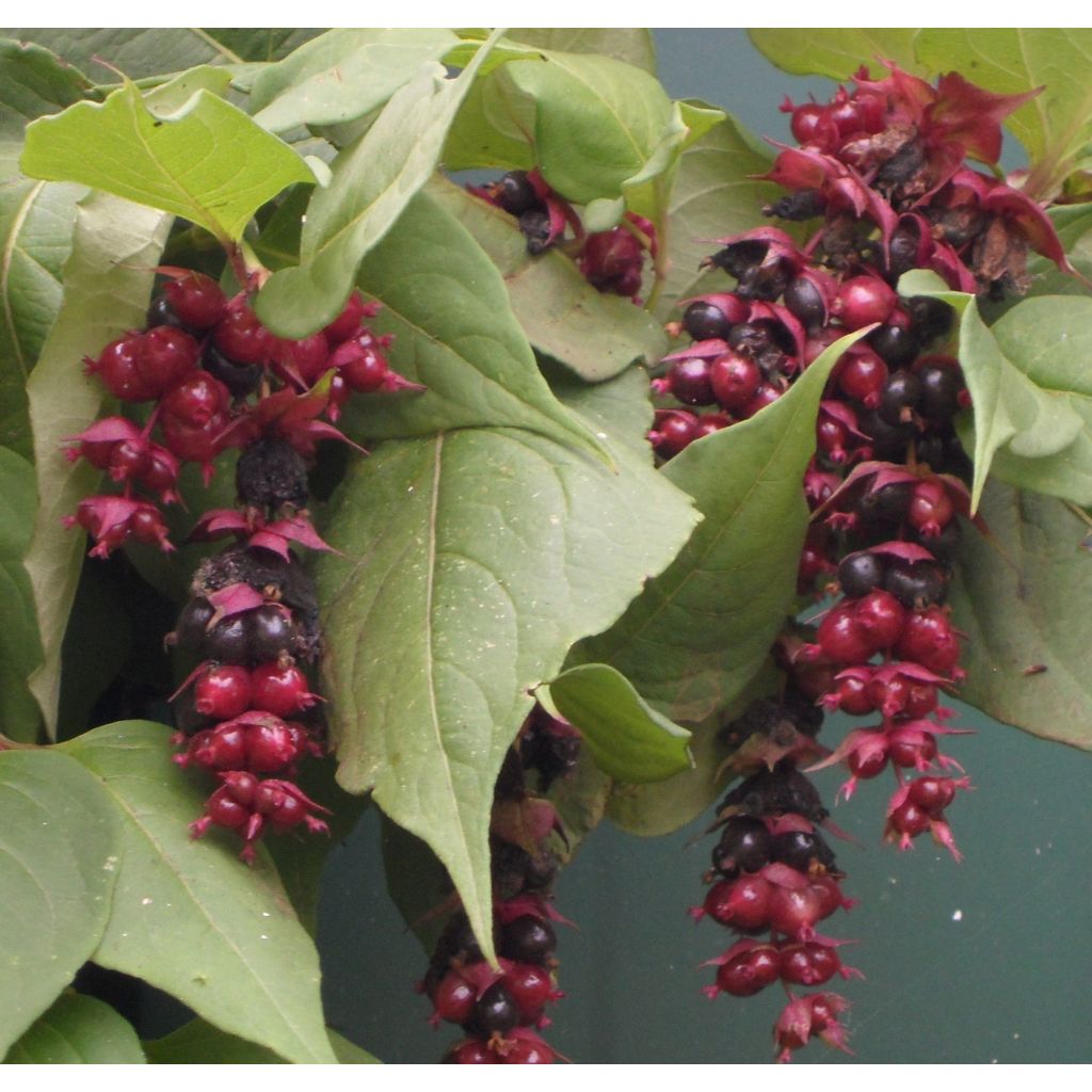 Leycesteria formosa Purple Rain