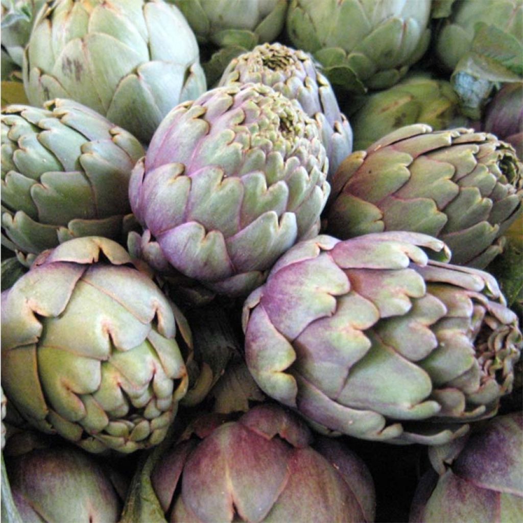 Carciofo Violetto di Provenza (in vasetto)