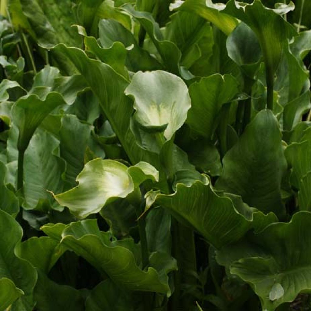 Zantedeschia aethiopica Green Goddess - Calla