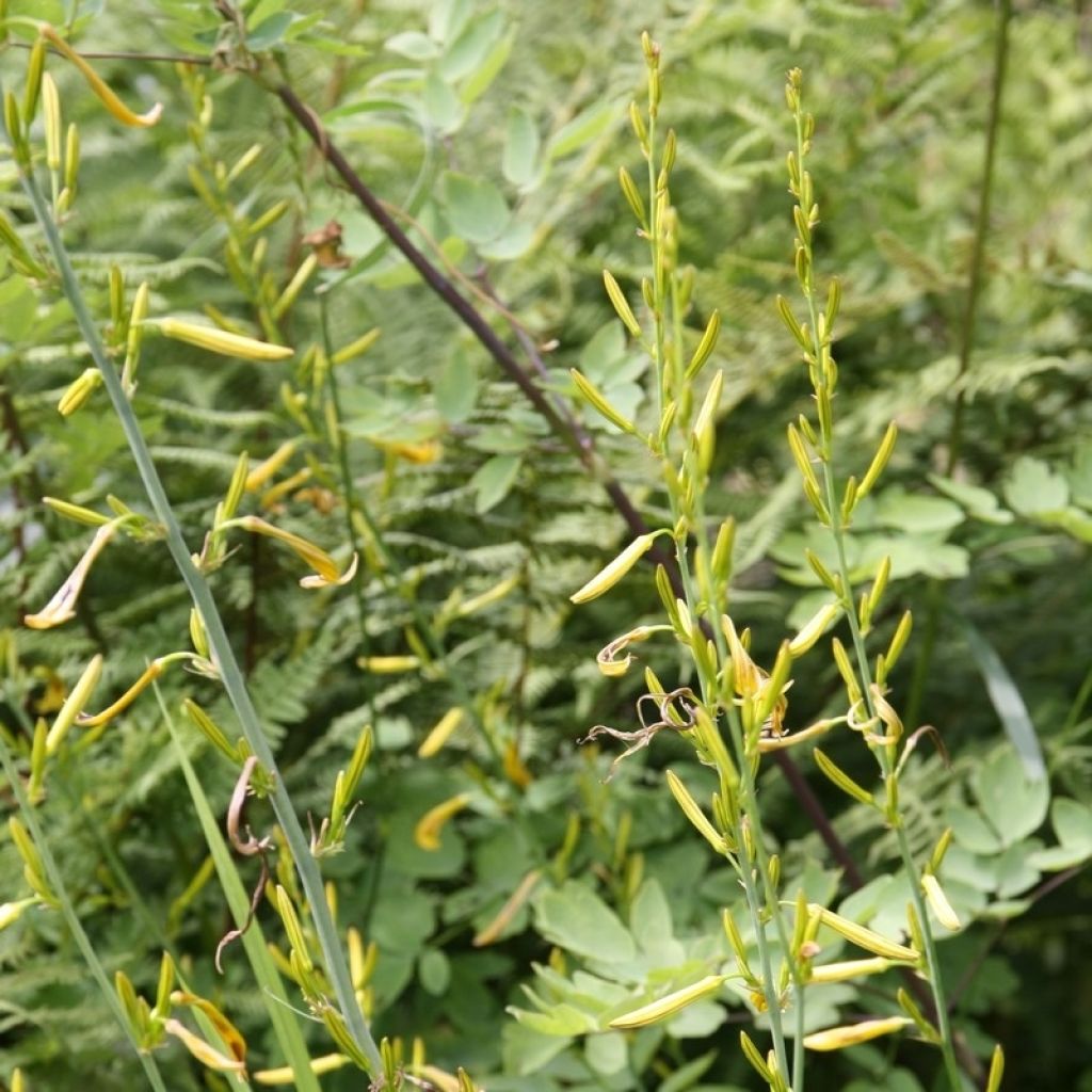Asphodeline liburnica - Asfodelo della Liburnia