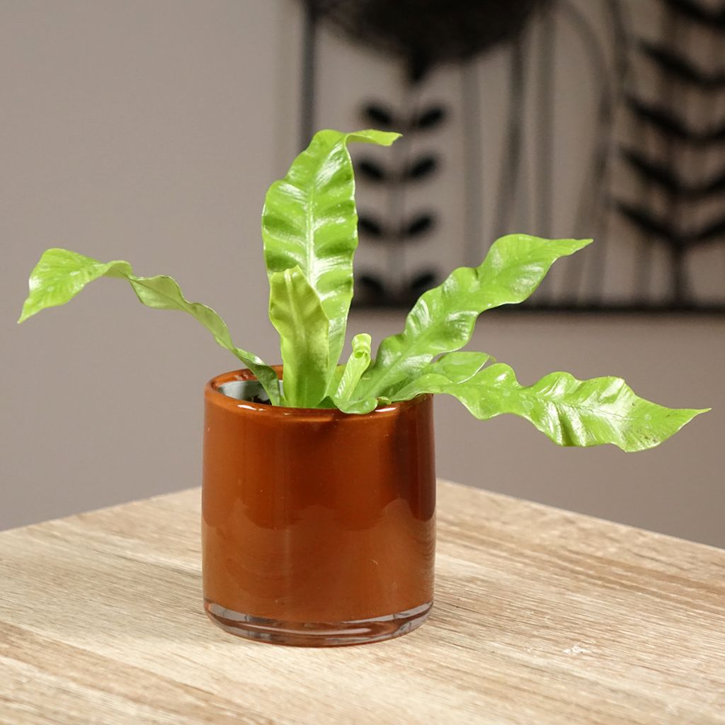 Asplenium nidus Crispy Wave - Felce