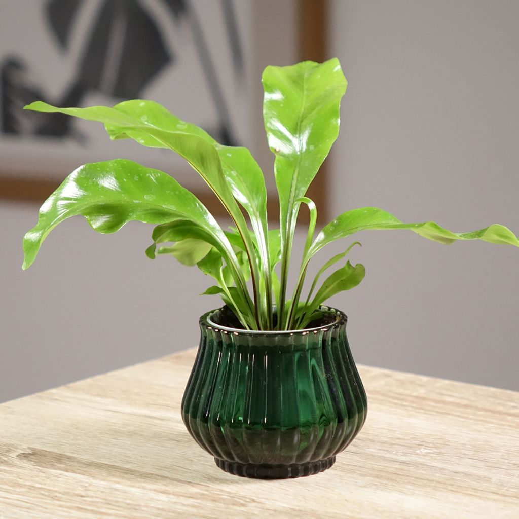 Asplenium nidus - Felce