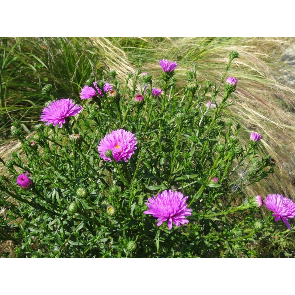 Aster novi-belgii Patricia Ballard - Astro settembrino