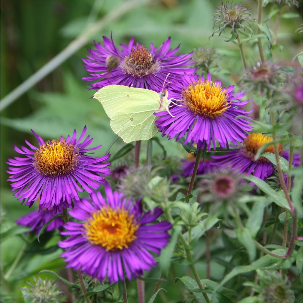 Aster novae-angliae Violetta - Astro settembrino