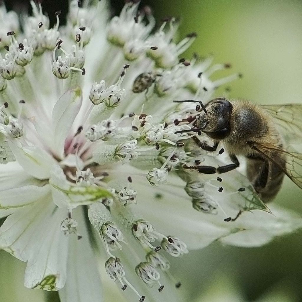 Astrantia major